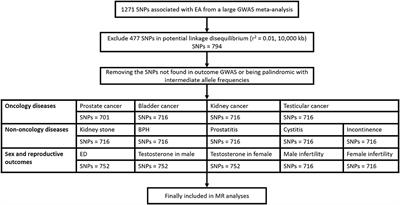 Causal Associations Between Educational Attainment and 14 Urological and Reproductive Health Outcomes: A Mendelian Randomization Study